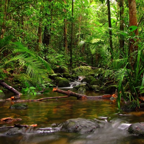The-Amazon-Rainforest-1.jpg