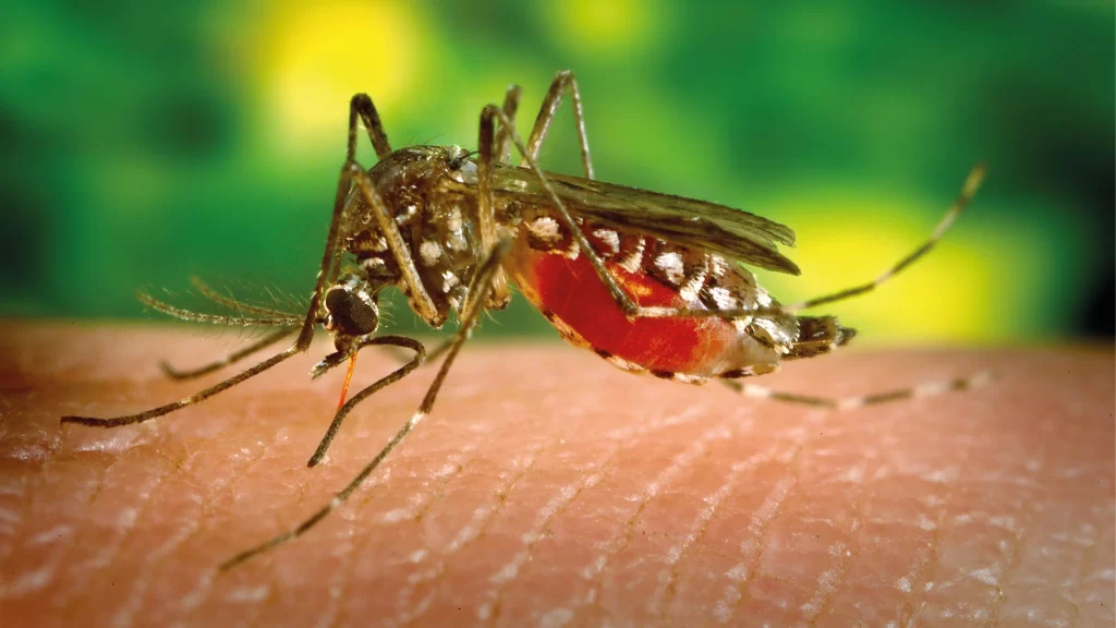 How to avoid mosquito bites in Brazil?